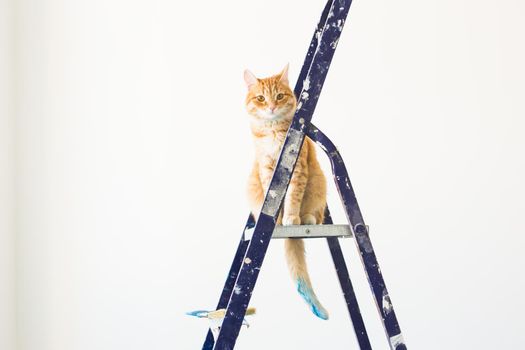 Repair, painting the walls, the cat sits on the stepladder. Funny picture.