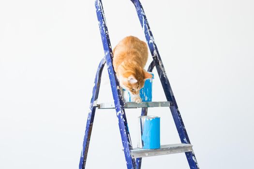 Repair, painting the walls, the cat sits on the stepladder. Funny picture.