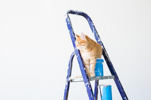 Repair, painting the walls, the cat sits on the stepladder. Funny picture.