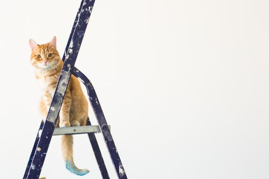 Repair, painting the walls, the cat sits on the stepladder. Funny picture.