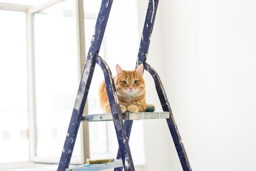 Repair, painting the walls, the cat sits on the stepladder. Funny picture.