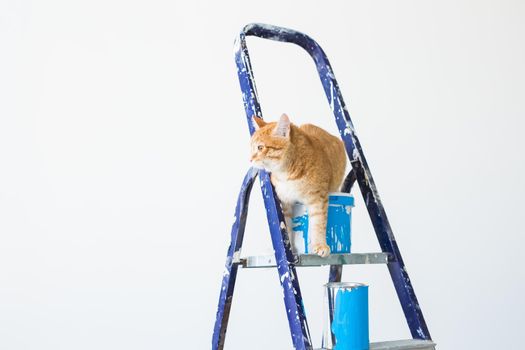 Repair, painting the walls, the cat sits on the stepladder. Funny picture.