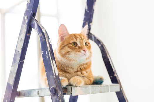 Repair, painting the walls, the cat sits on the stepladder. Funny picture.