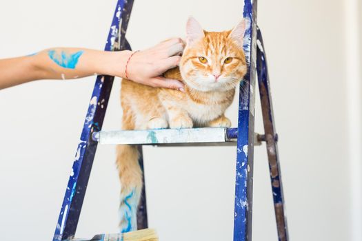Repair, painting the walls, the cat sits on the stepladder. Funny picture.