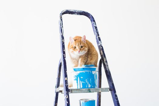 Repair, painting the walls, the cat sits on the stepladder. Funny picture.