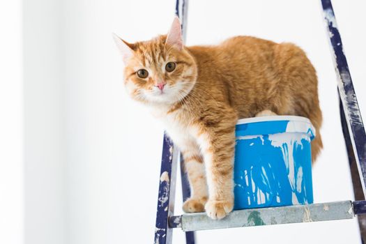 Repair, painting the walls, the cat sits on the stepladder. Funny picture.