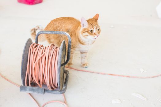 Renovation, repair and pet concept - Cute ginger cat sitting on the floor during redecoration.