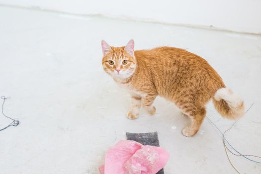 Renovation, repair and pet concept - Cute ginger cat sitting on the floor during redecoration.