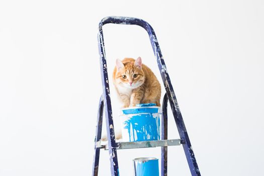 Repair, painting the walls, the cat sits on the stepladder. Funny picture.