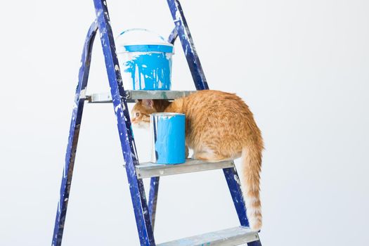 Repair, painting the walls, the cat sits on the stepladder. Funny picture.