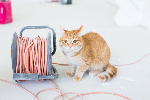 Renovation, repair and pet concept - Cute ginger cat sitting on the floor during redecoration.