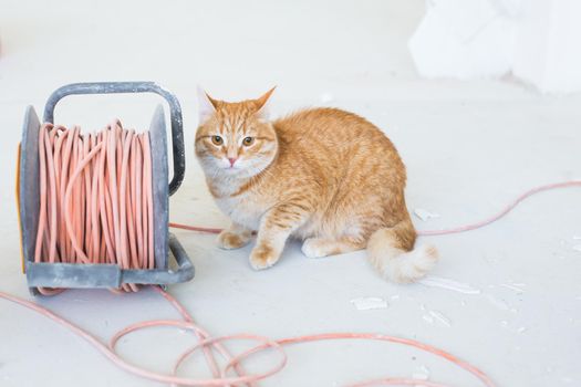 Renovation, repair and pet concept - Cute ginger cat sitting on the floor during redecoration.