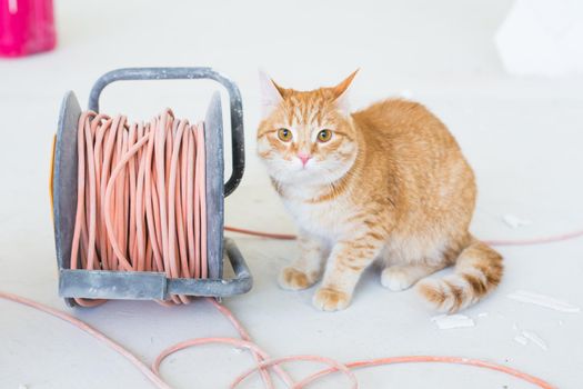 Renovation, repair and pet concept - Cute ginger cat sitting on the floor during redecoration.