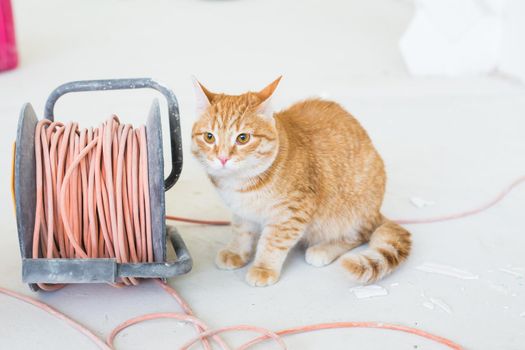 Renovation, repair and pet concept - Cute ginger cat sitting on the floor during redecoration.