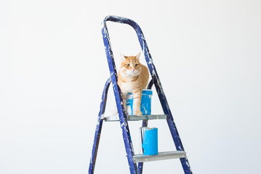 Repair, painting the walls, the cat sits on the stepladder. Funny picture.