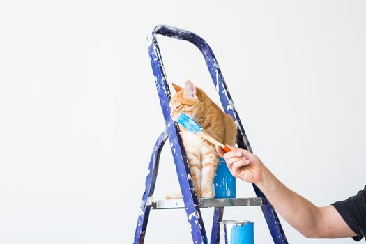 Repair, painting the walls, the cat sits on the stepladder. Funny picture.