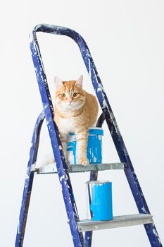 Repair, painting the walls, the cat sits on the stepladder. Funny picture.