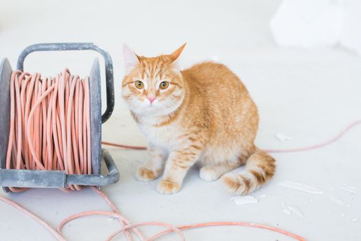 Renovation, repair and pet concept - Cute ginger cat sitting on the floor during redecoration.