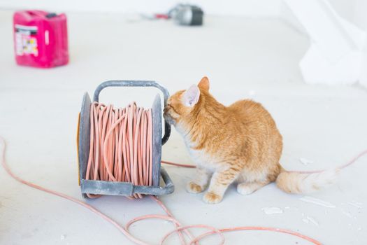 Renovation, repair and pet concept - Cute ginger cat sitting on the floor during redecoration.