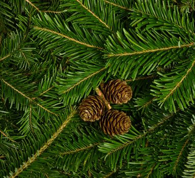 Close up background of fresh green spruce or pine branches with brown cones, elevated top view, directly above