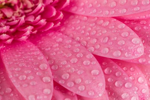 Pink Gerbera flower blossom with water drops - close up shot photo details spring time