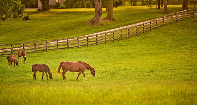 Horses gazing in a field at sunset.