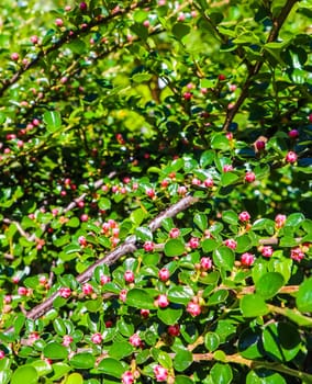 Small pink flower buds of a cotoneaster horizontalis bush in the garden in spring.