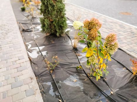 Many plants in the park are covered with special material, preparing plants for wintering, protecting the environment