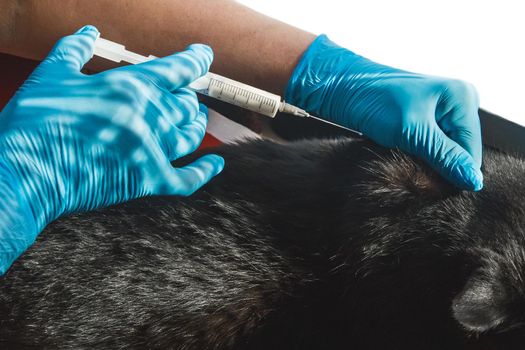 Veterinarian doctor in medical latex gloves giving an injection to an unhealthy black cat.