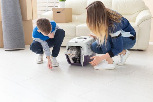 Slim young mother and little son launch their beautiful gray Scottish Fold cat into their new apartment in the living room. The concept of tradition with housewarming