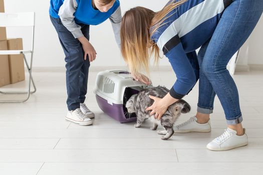 Slim young mother and little son launch their beautiful gray Scottish Fold cat into their new apartment in the living room. The concept of tradition with housewarming