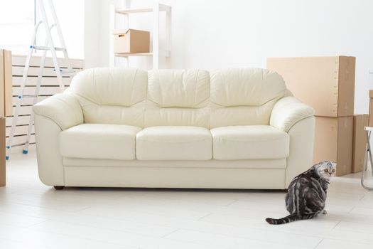 Beautiful gray scottish fold cat sits near a new empty sofa while moving to a new apartment. Concept of housewarming and good tradition with a cat