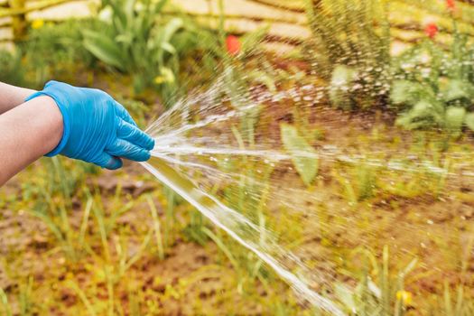 A woman's hand in a household latex glove pours water with a spray from a hose on flowers on a flowerbed background, close-up.