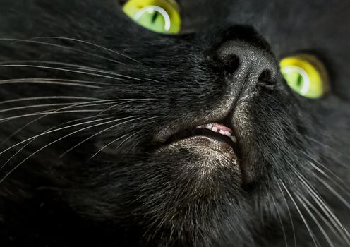 Black cat muzzle close-up with bright yellow-green eyes and round highlights.