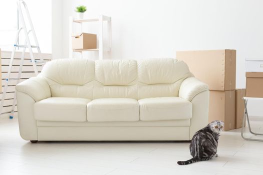 Beautiful gray scottish fold cat sits near a new empty sofa while moving to a new apartment. Concept of housewarming and good tradition with a cat