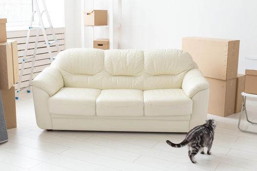 Beautiful gray scottish fold cat sits near a new empty sofa while moving to a new apartment. Concept of housewarming and good tradition with a cat