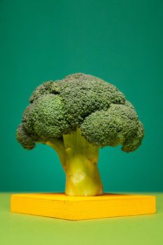 Head of green healthy green broccoli placed on yellow stand in studio against two color background