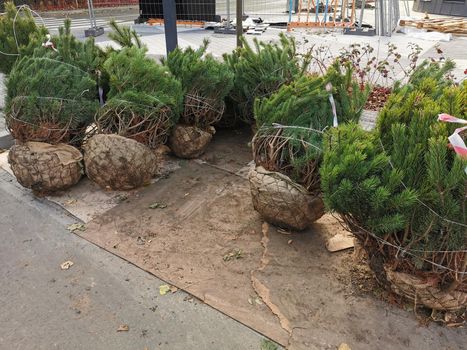 plant trees in the park