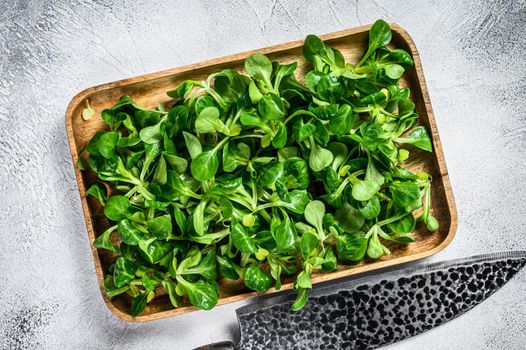 Raw green lambs lettuce Corn salad leaves in a wooden tray. White background. Top view.