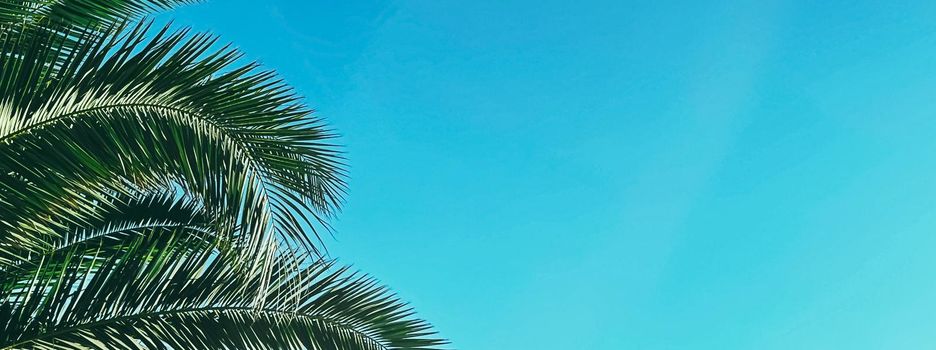 Summer holiday and tropical nature concept. Palm tree and blue sky in summertime.