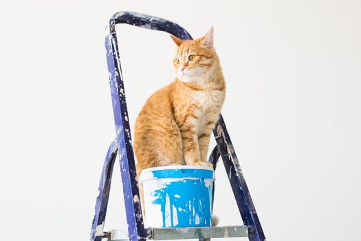 Repair, painting the walls, the cat sits on the stepladder. Funny picture.