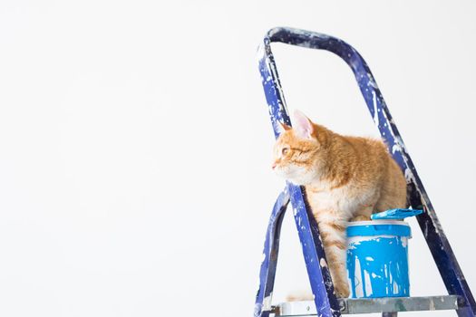 Repair, painting the walls, the cat sits on the stepladder. Funny picture.