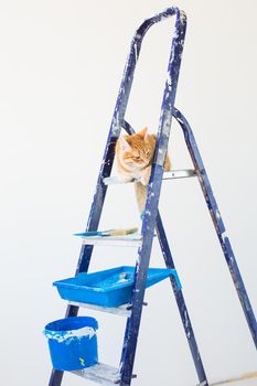 Repair, painting the walls, the cat sits on the stepladder. Funny picture.