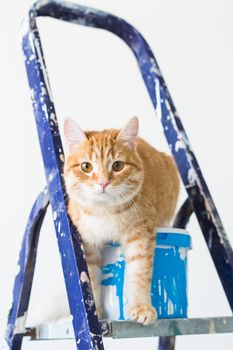 Repair, painting the walls, the cat sits on the stepladder. Funny picture.