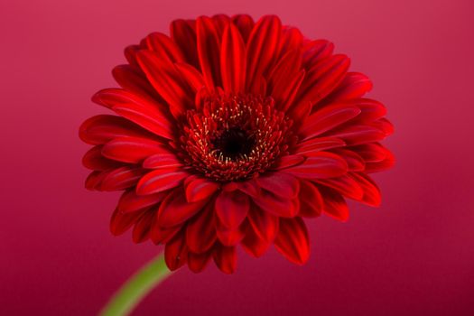 Red Gerbera flower blossom - close up shot photo details spring time