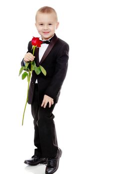 Beautiful little boy in a strict black suit , white shirt and tie.Boy holding a flower of a red rose on a long stem.Isolated on white background.