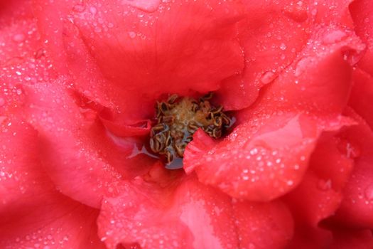 coral pink rose with drops of rain dew close-up on a eleous background. There are a penny of the copyspace.