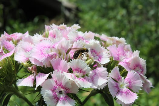 Chinese astra phlox red burgundy with a light white middle. Spring flowers, flowering on a green background.