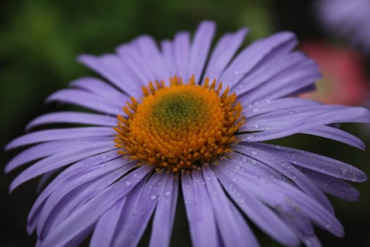 aromatic aster colored purple daisy with yellow middle on the background of grass green. Flowers. summer. flowering.
