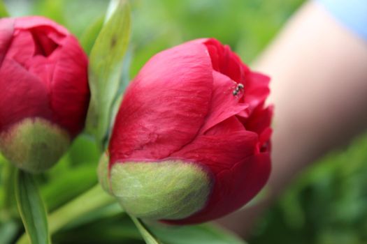 background flowers big red peony on the bed are big plan.